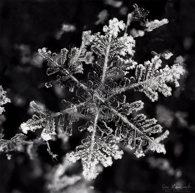 Frosty Week